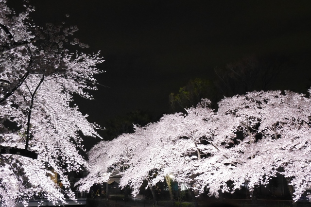 年に1度3時間だけの夜桜ライトアップ 調布市 野川の桜17 はねうさぎドットコム