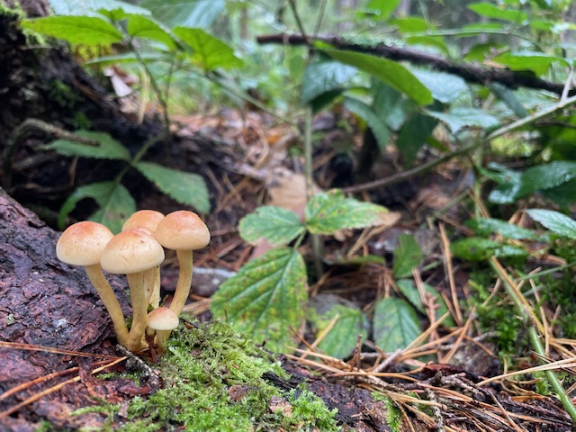 キノコが生える森